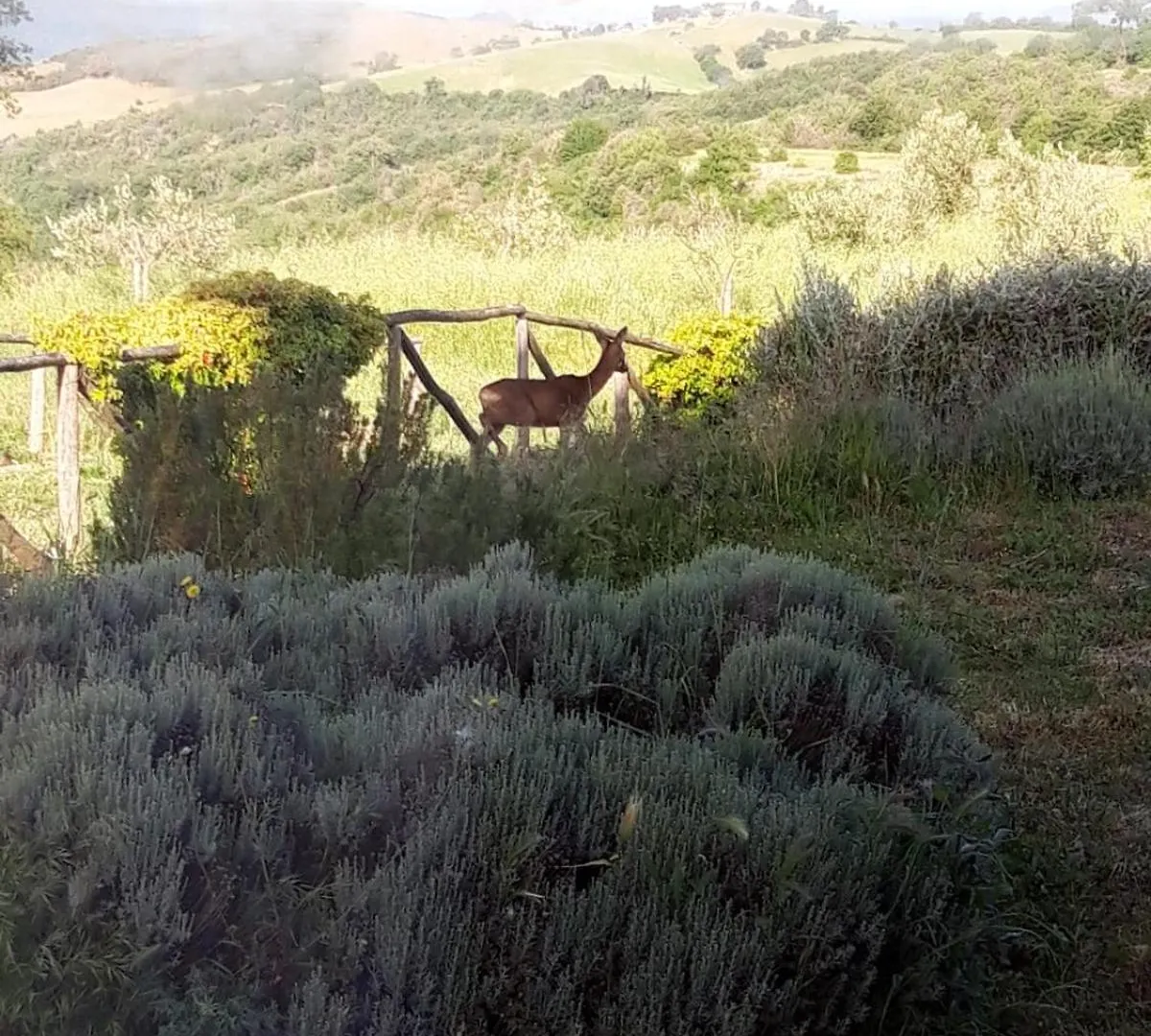 Vulcinea In Poggio Rocco Apartment Manciano